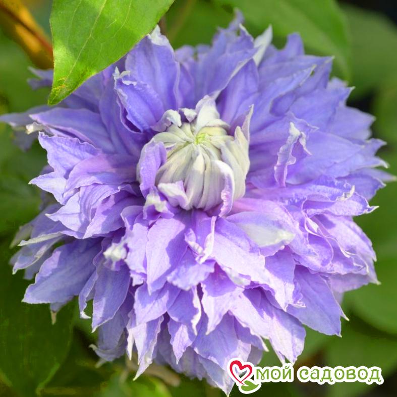 Клематис Диамантина ЗКС