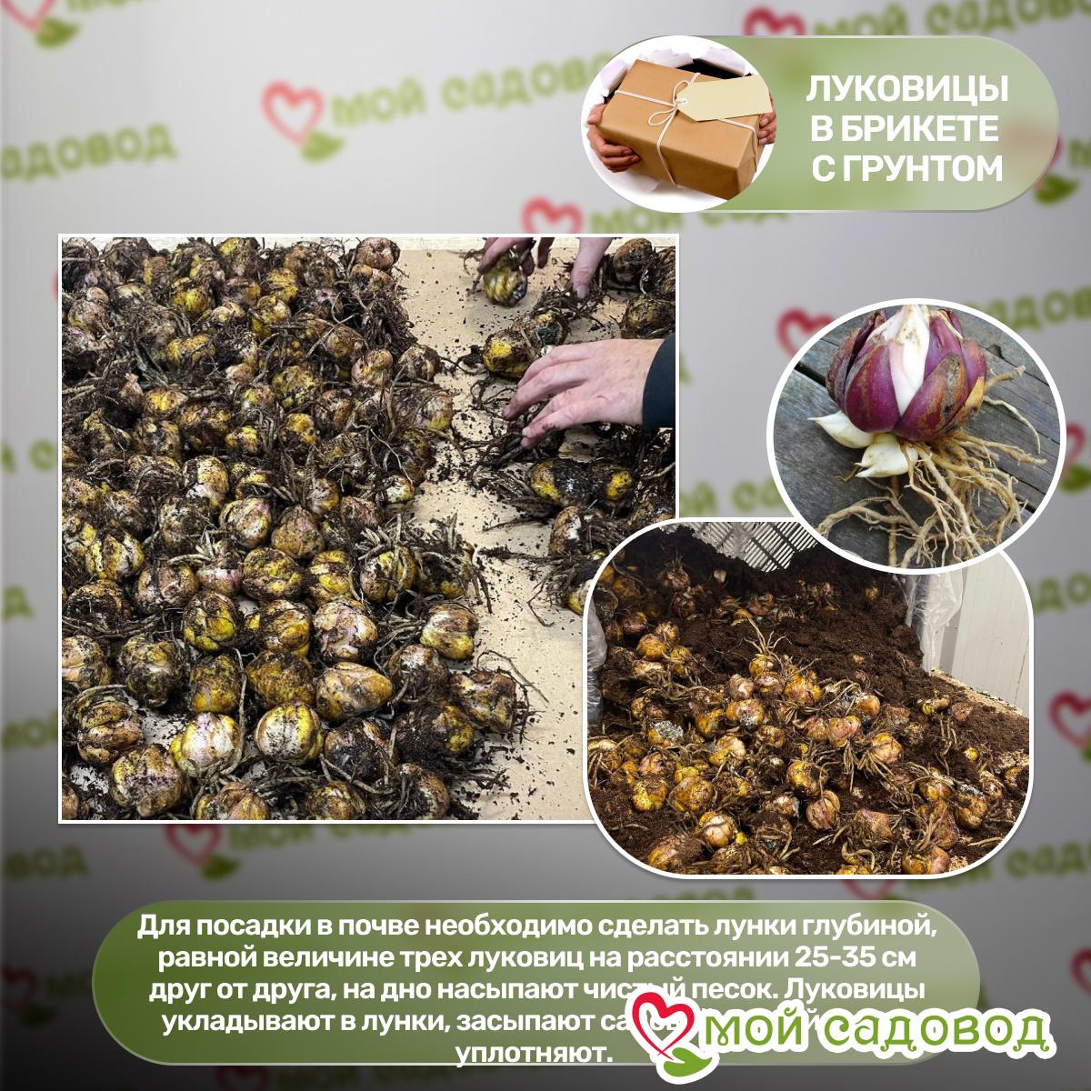 Лилия Сандью ЛА-гибрид