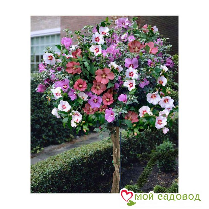 Гибискус-Дерево Триколор